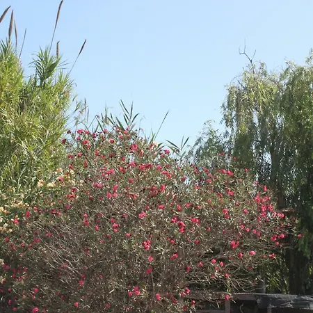 Holiday home Vil-la Delta L'Eucaliptus