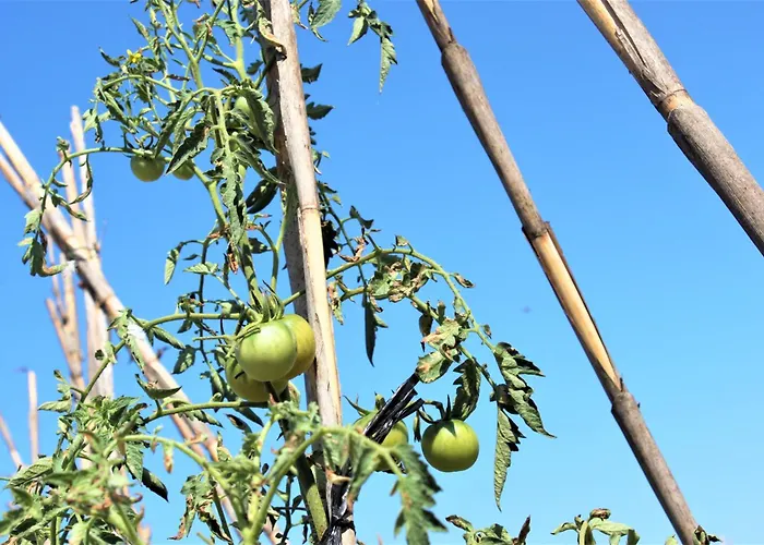 Vila Delta Σπίτι διακοπών L'Eucaliptus