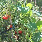 Delta L'Eucaliptus